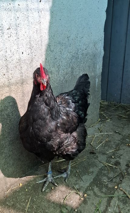 Ouă, Cocosi Jersey Giant,, Cocosi Sussex si Playmount.