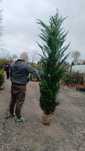 Leylandii 2m 3m 4m 100 ron
