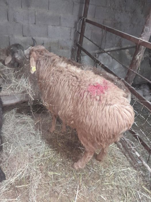 Тоқты. Токты. Баран