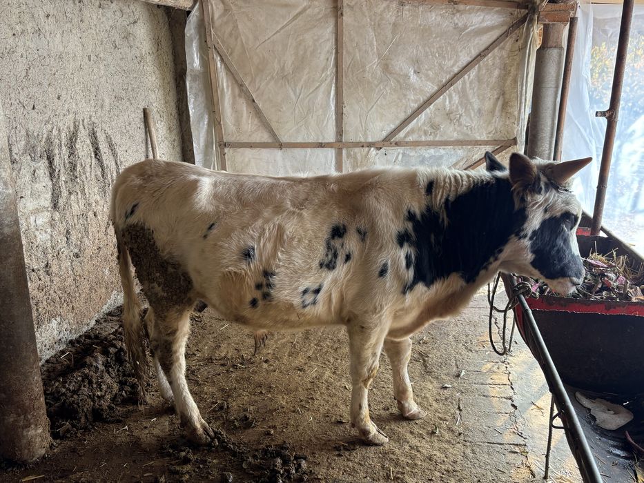 Хукиз сотилади. Бокишга 1,5 еш