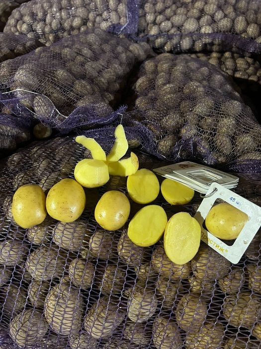 Картофель оптом от 20 тонн