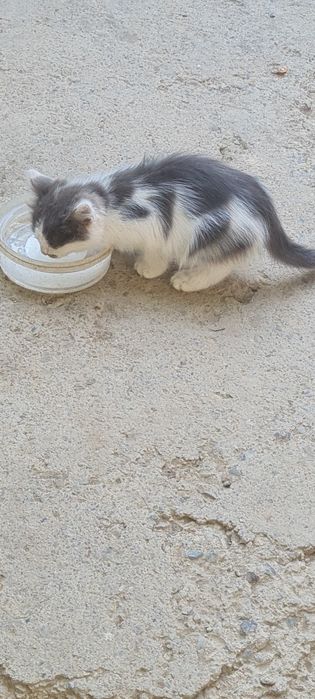Котята мушукча бесплатно