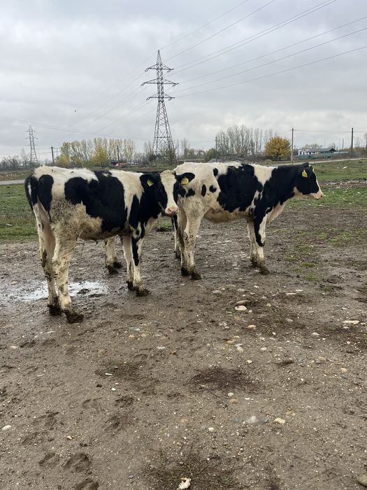 Vitele holstein rasa pura