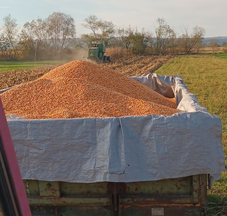 Vând porumb an 2025