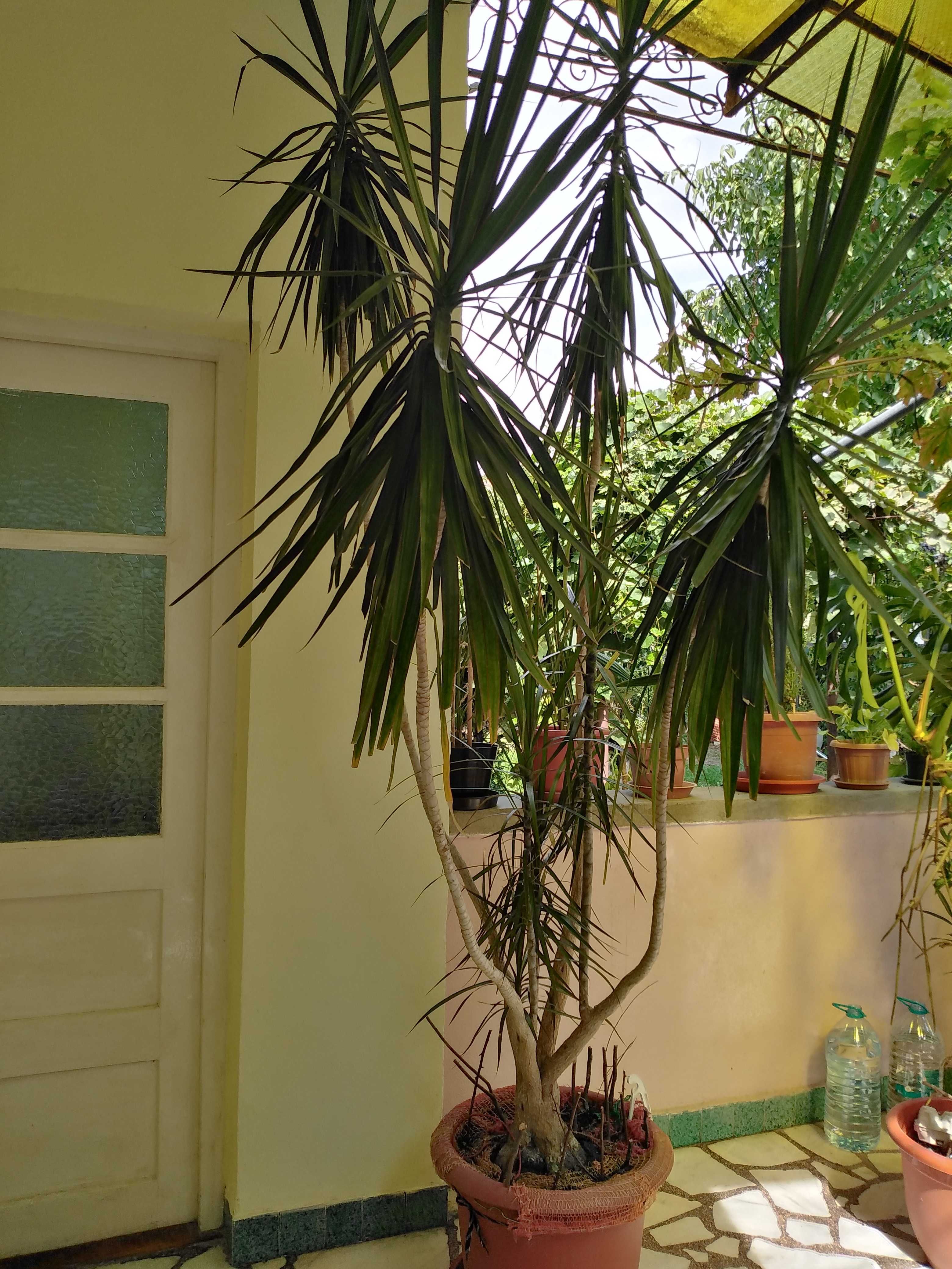 Palmier Dracaena Marginata.