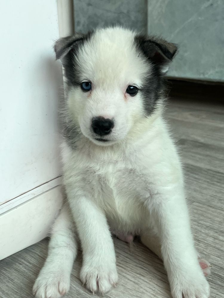 Щенки хаски 1 месяц