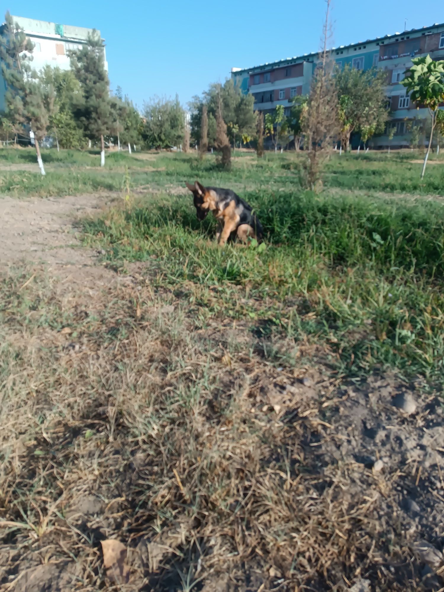 Немецкая овчарка