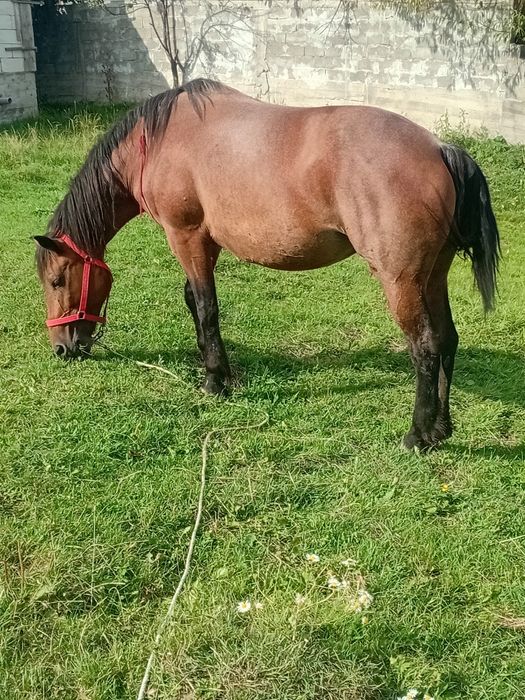 Vand iapă de opt ani mai multe detali la telefon