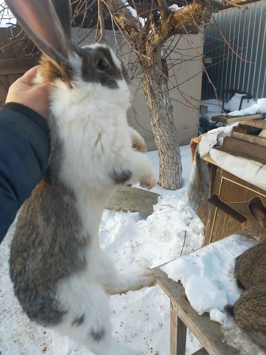 Кролики породистые