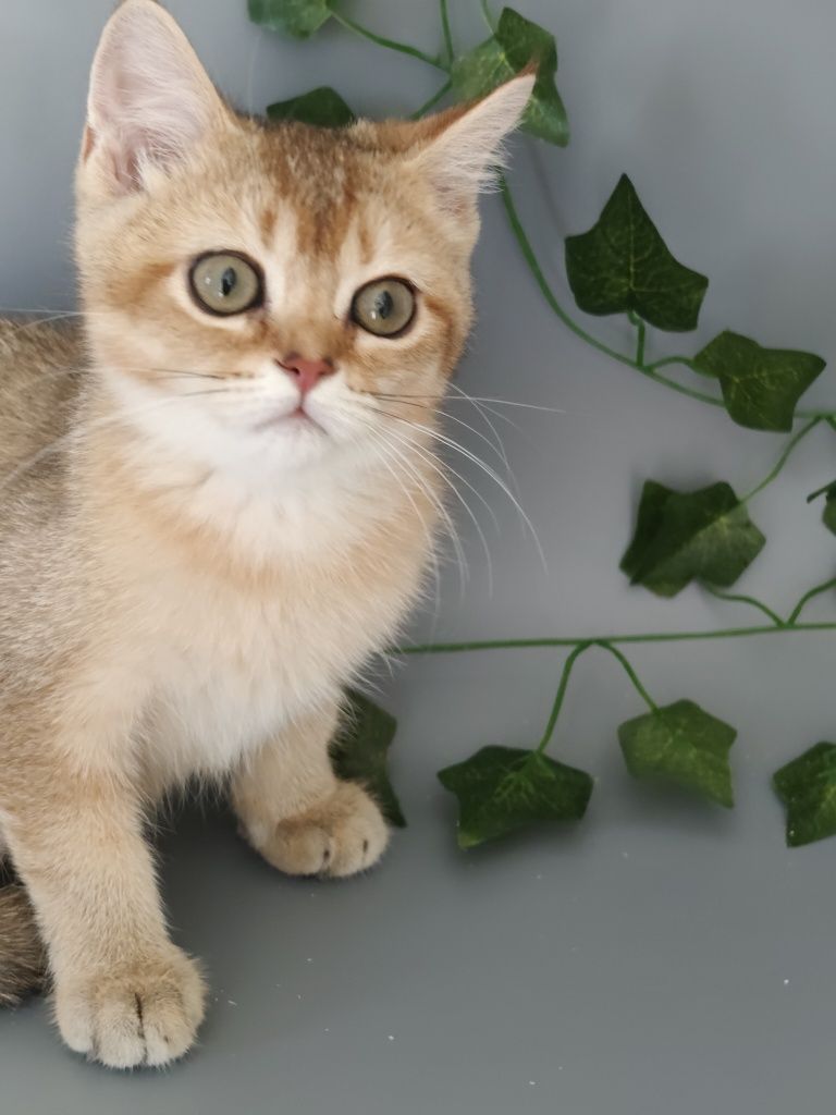 Котик Шиншилла 3 мес ny25