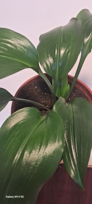 Амазонская лилия, эухарис