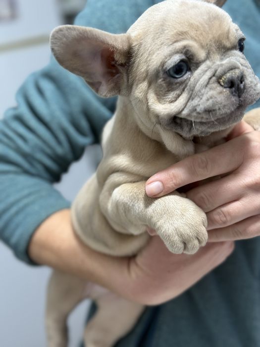 Bulldog Francez Lilac Fawn , ochi albastri, 2 luni
