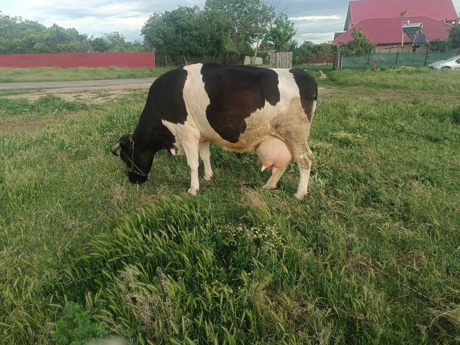 vaca de vanzare,de 5 vitei,foarte blanda.