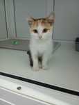 Котёнок (девочка, 2,5-3 месяца) ищет дом.