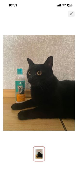 Кот, хороший охотник