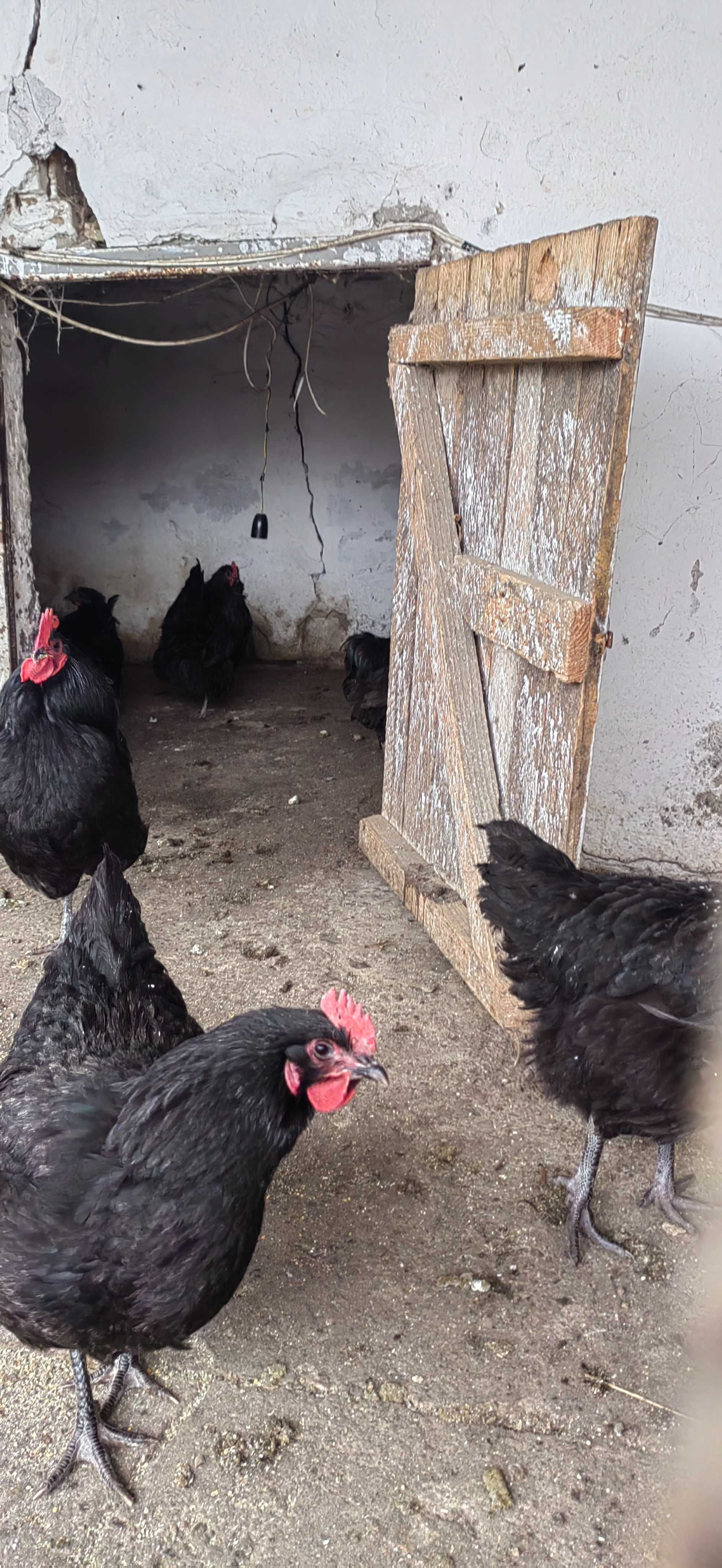 Australorp si pleymont