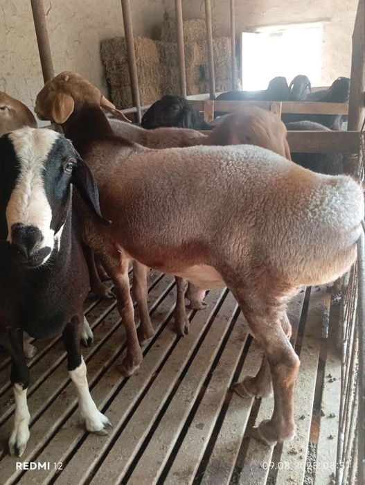 Qoʻy qoʻchqor qassob dastafka 24/7