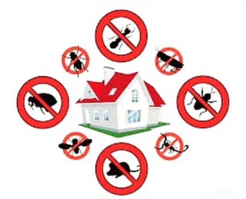 Термит өлтіріп үйіңізден жоқ қыламыз