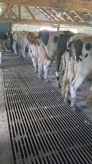 Disponibile vaci holstain