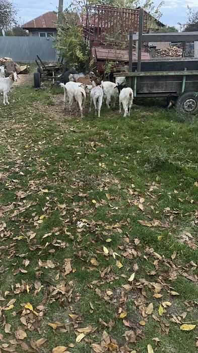 Vând capre. De rasă
