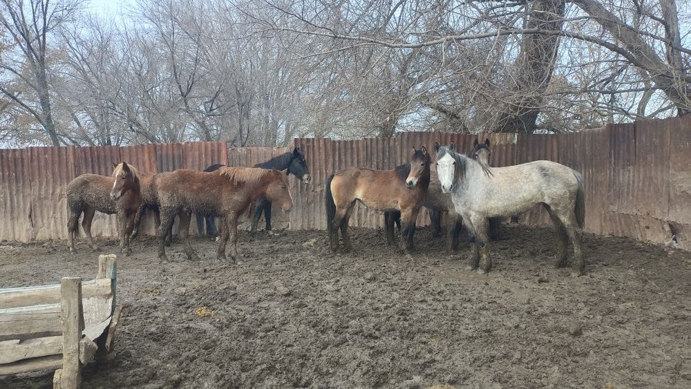 Семиз откормда турган жылкылар сатылады. Бие, байтал, кунандар.