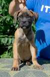 Mascul cane corso 4 luni
