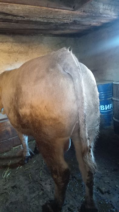 Срочно продам быков