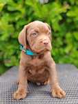 America Bully Disponibile