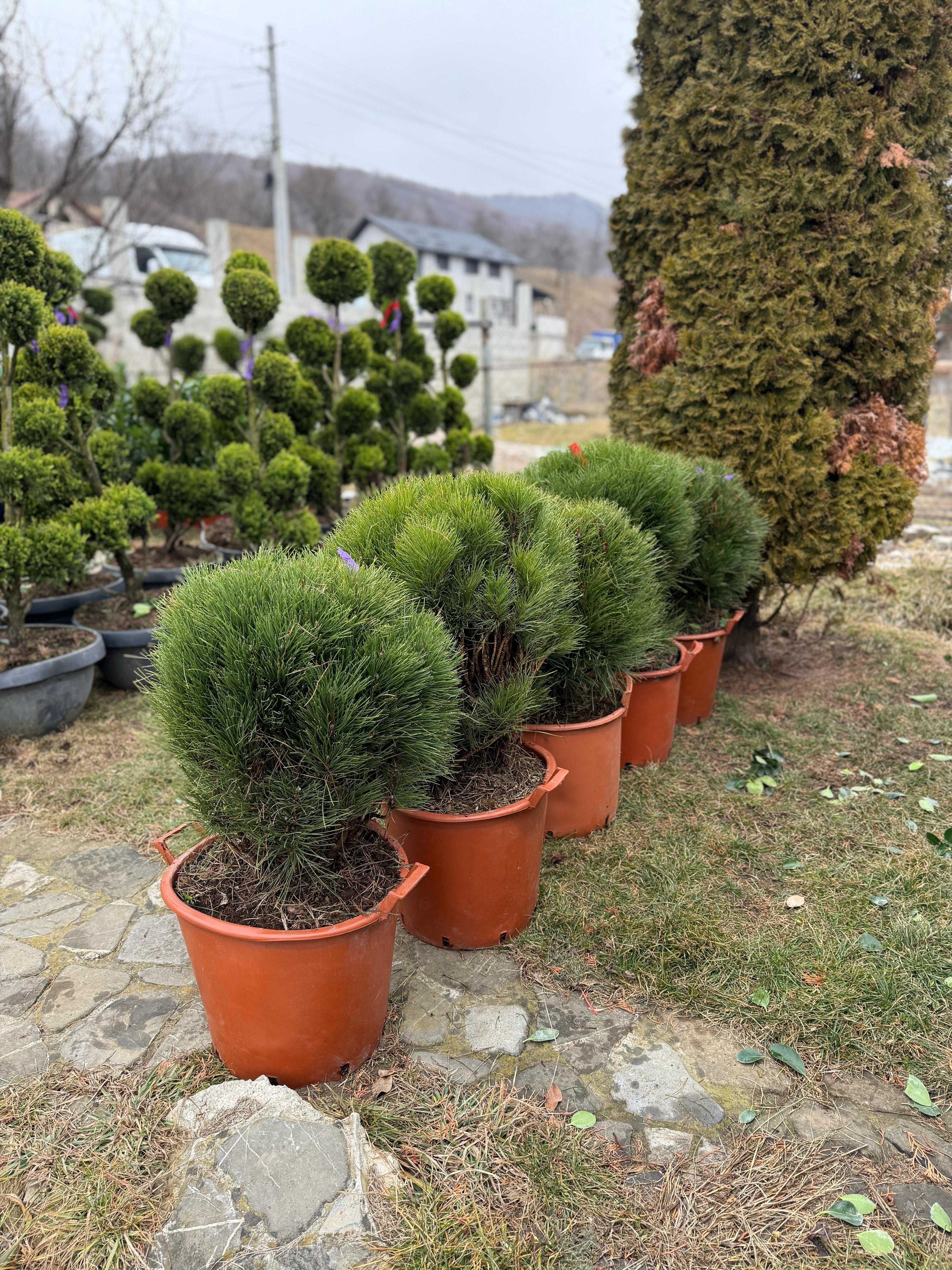 Oferim plante ornamentale superbe, direct din pepinieră!