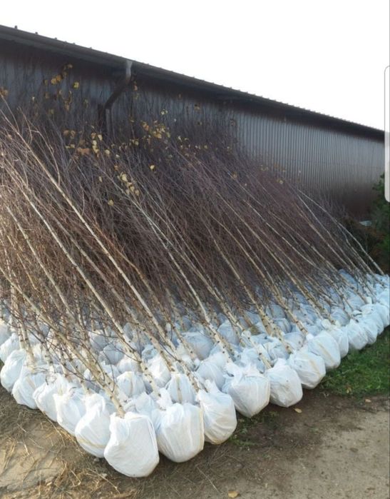 Mesteacăn mutitulpinar cu coaja alba decorativ, tei argintiu, platani