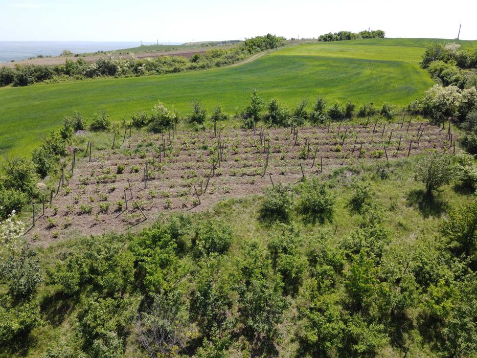Vânzare casă la țară în Costișa de Sus, comuna Tănăsoaia, jud. Vrancea