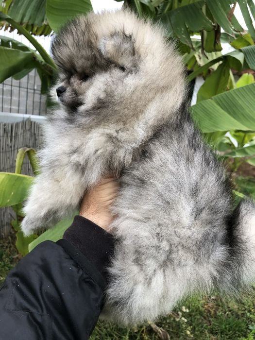 Померан бебе момче