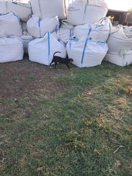 Disponibili copoi ardelenesc