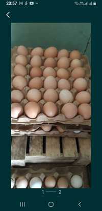 Яйца на инкубацию Брама