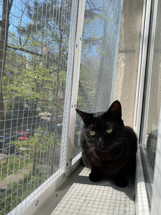 Plasa metalica pentru siguranta pisicutelor