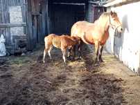 Vind iapă de 3 ani cu mînză de 3 luni cuminte