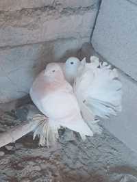 Кептер голуби бели