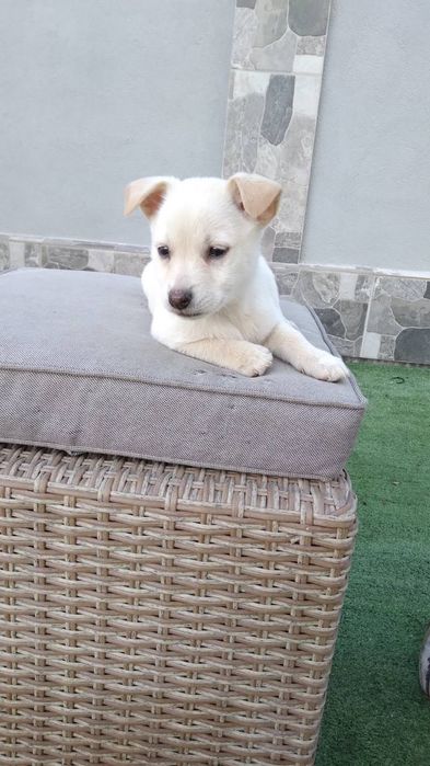 Бели пинчери на два месеца