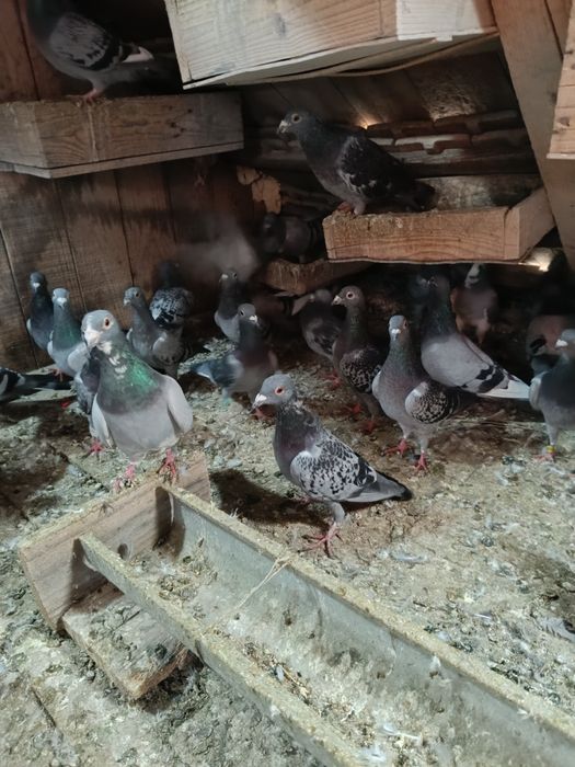 Vând porumbei voiajori