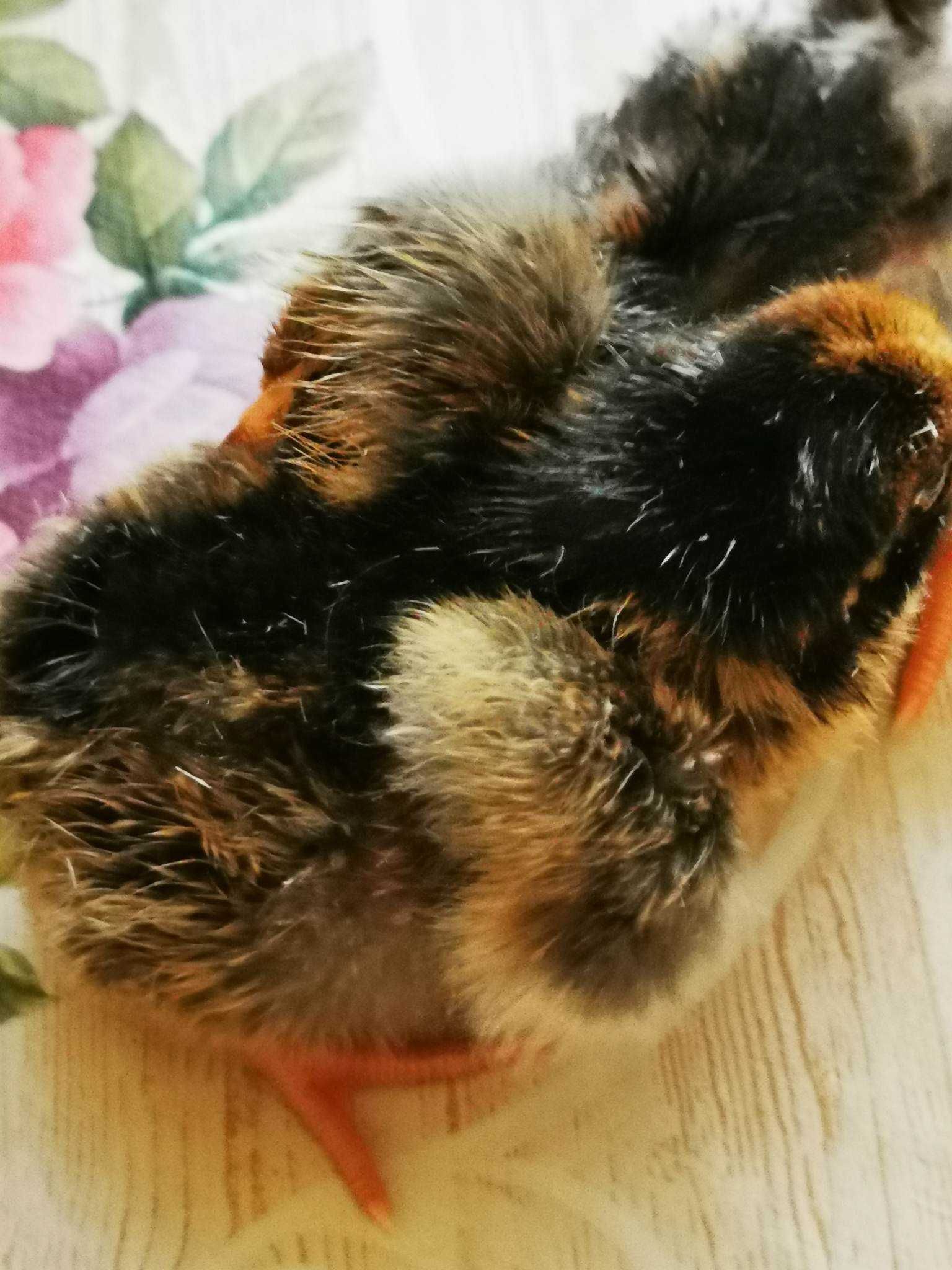 Pui Australorp Wiandotte argintiu auriu rosu-albastru GSG