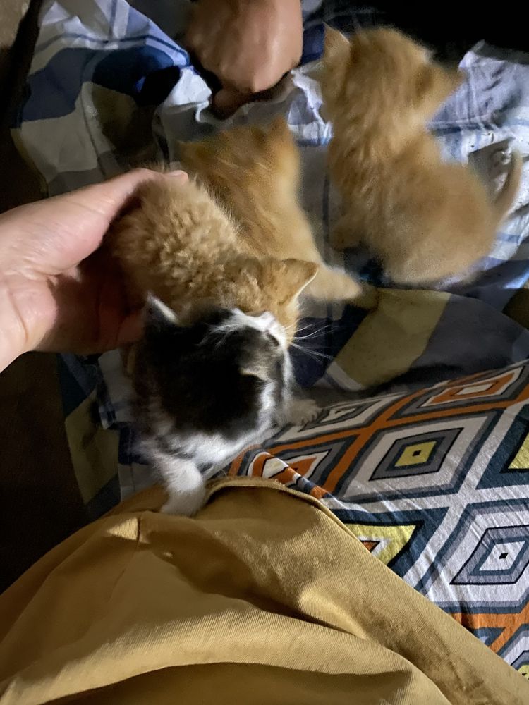 Отдам котёнка даром