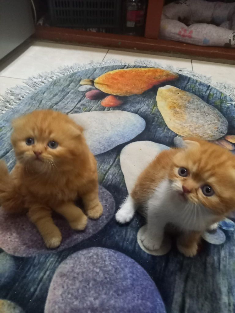 Вязка кот шустрый рижый крассавчик крупный