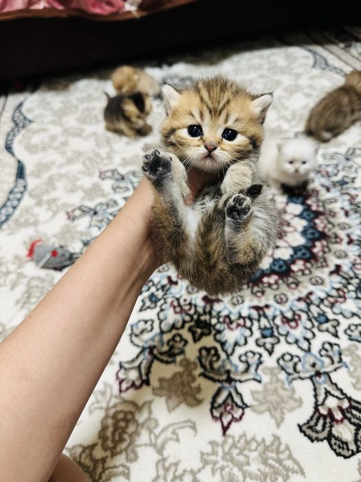 tikrovinniy shinshilla  qiz bola sotiladi