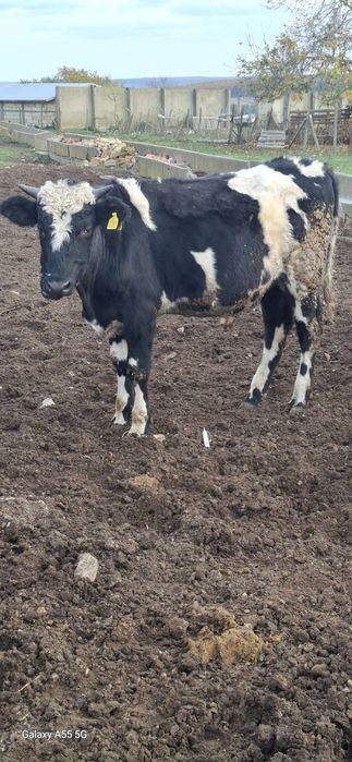 Продават се 15 бр мъжки и женски телета