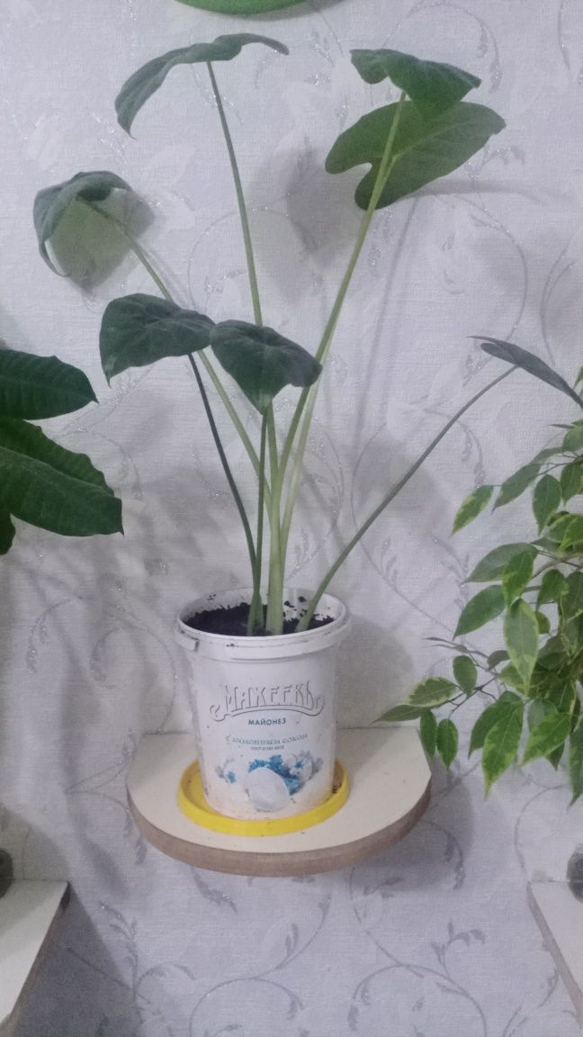 Алаказия крупный цветок