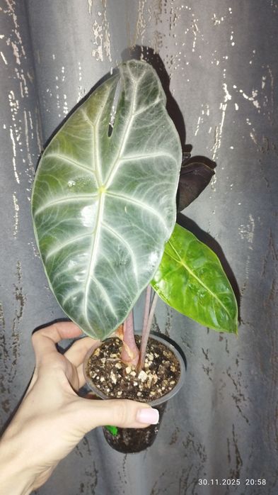 Продается Шикарная Алоказия Марокко