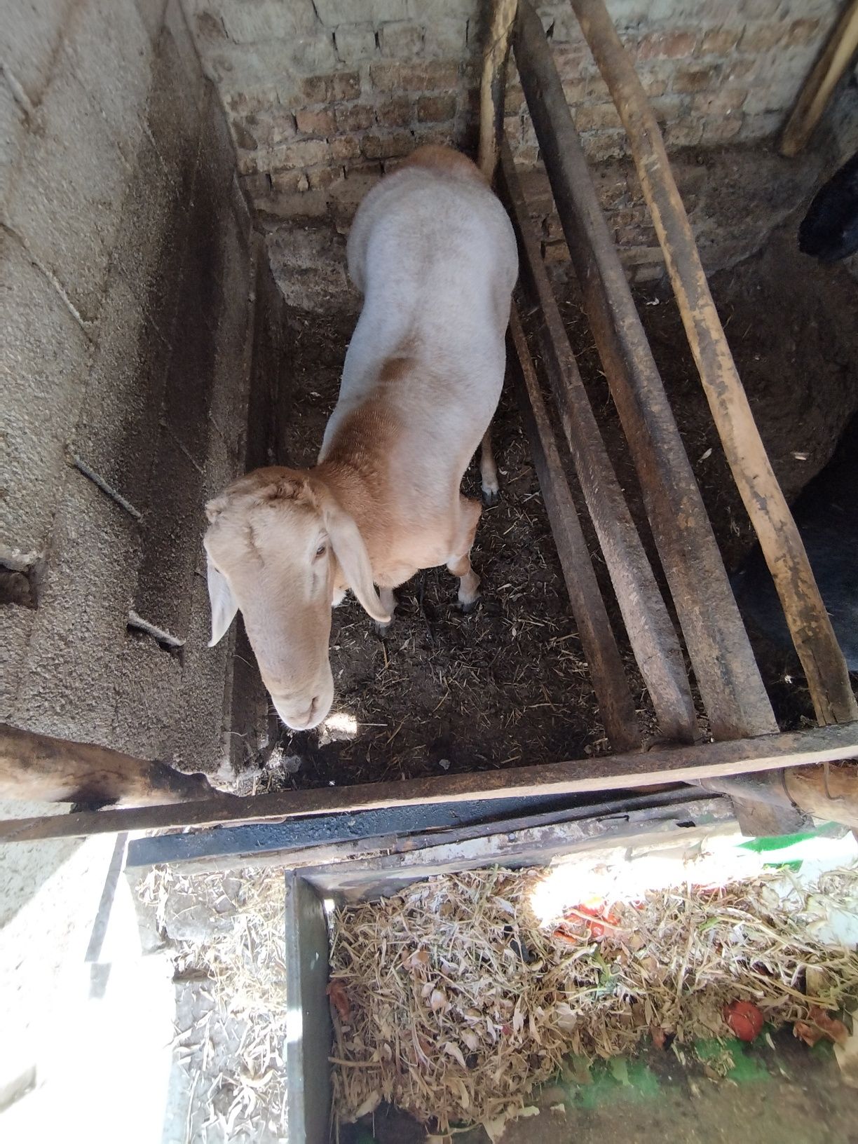 Arashan zotli qoʻy ishonchli sogʻlom hali tish chiqmagan yosh. 115 +kg