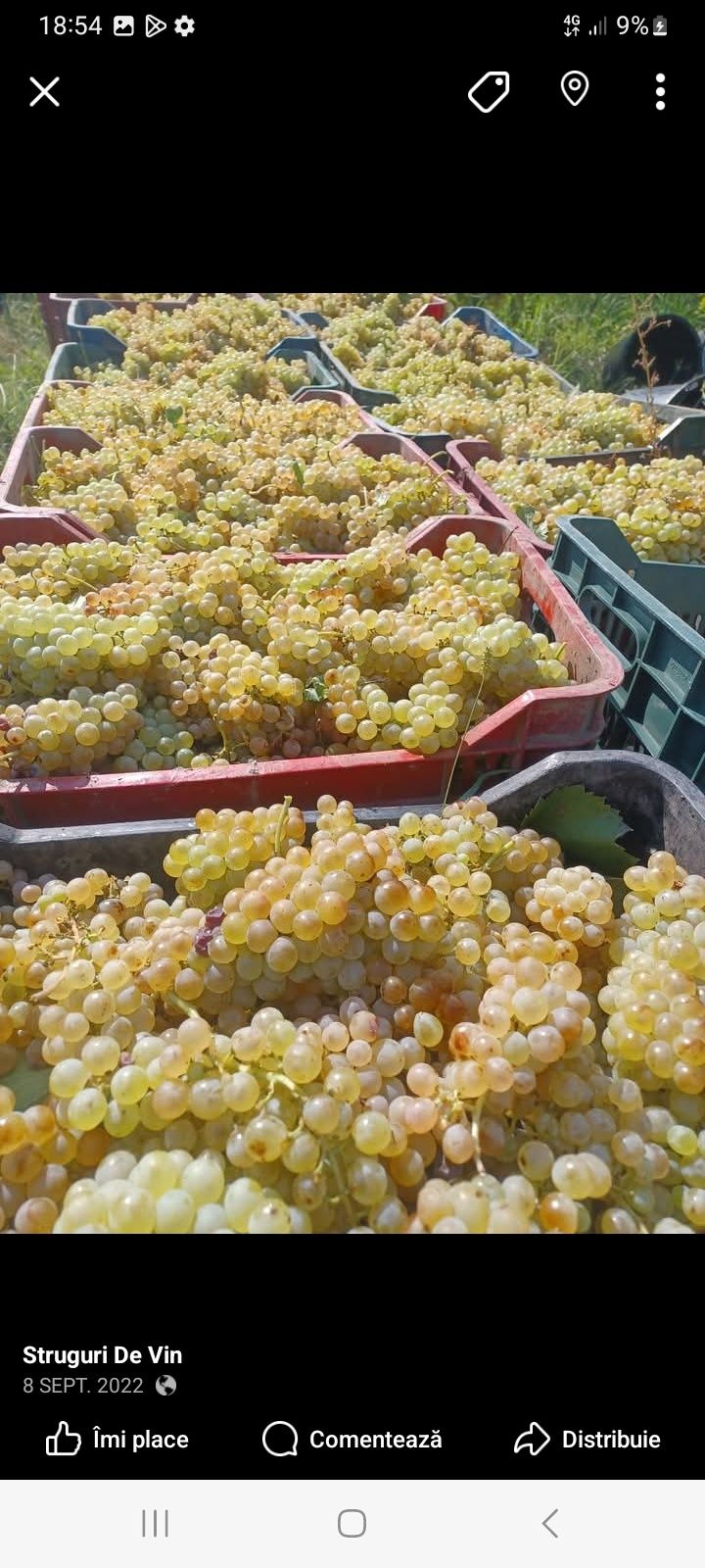 Struguri de vin producția 2025 avem toate soiurile