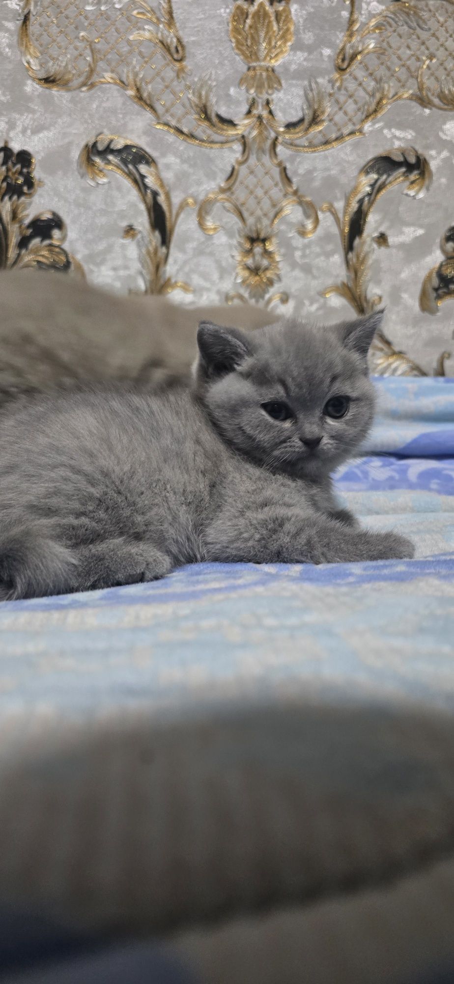 Скоттиш страйт котенки