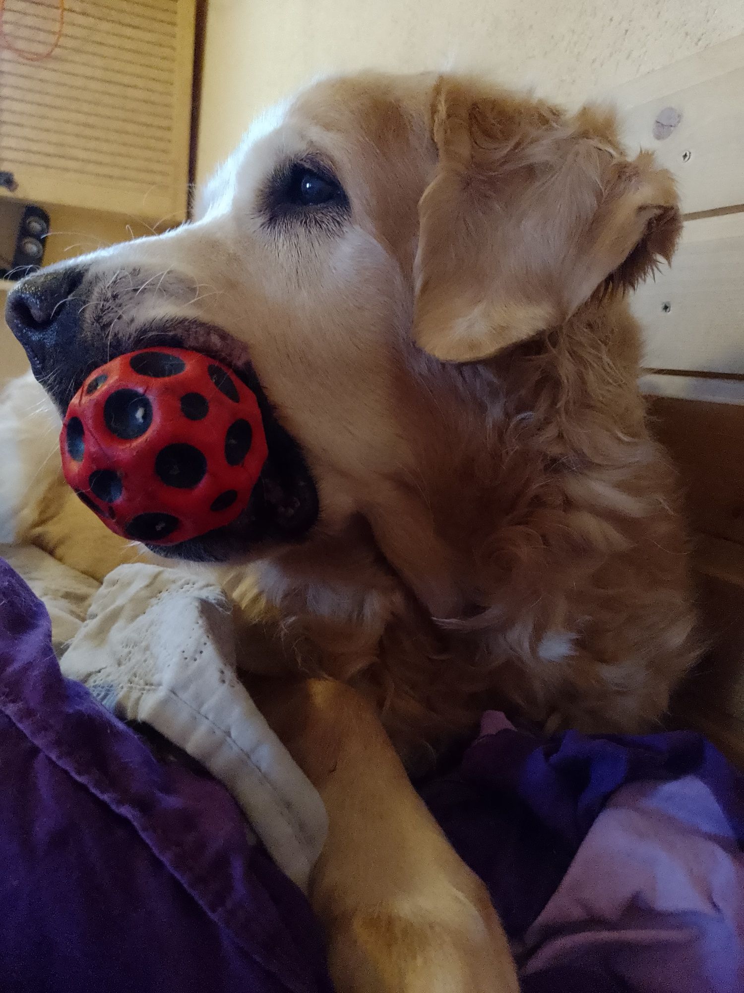 Pensiune canina  Voluntari